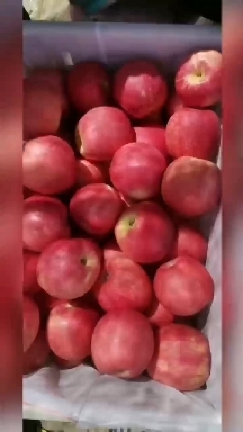 辽宁苹果嘎啦苹果产地直发货源充足大量供应欢迎致电