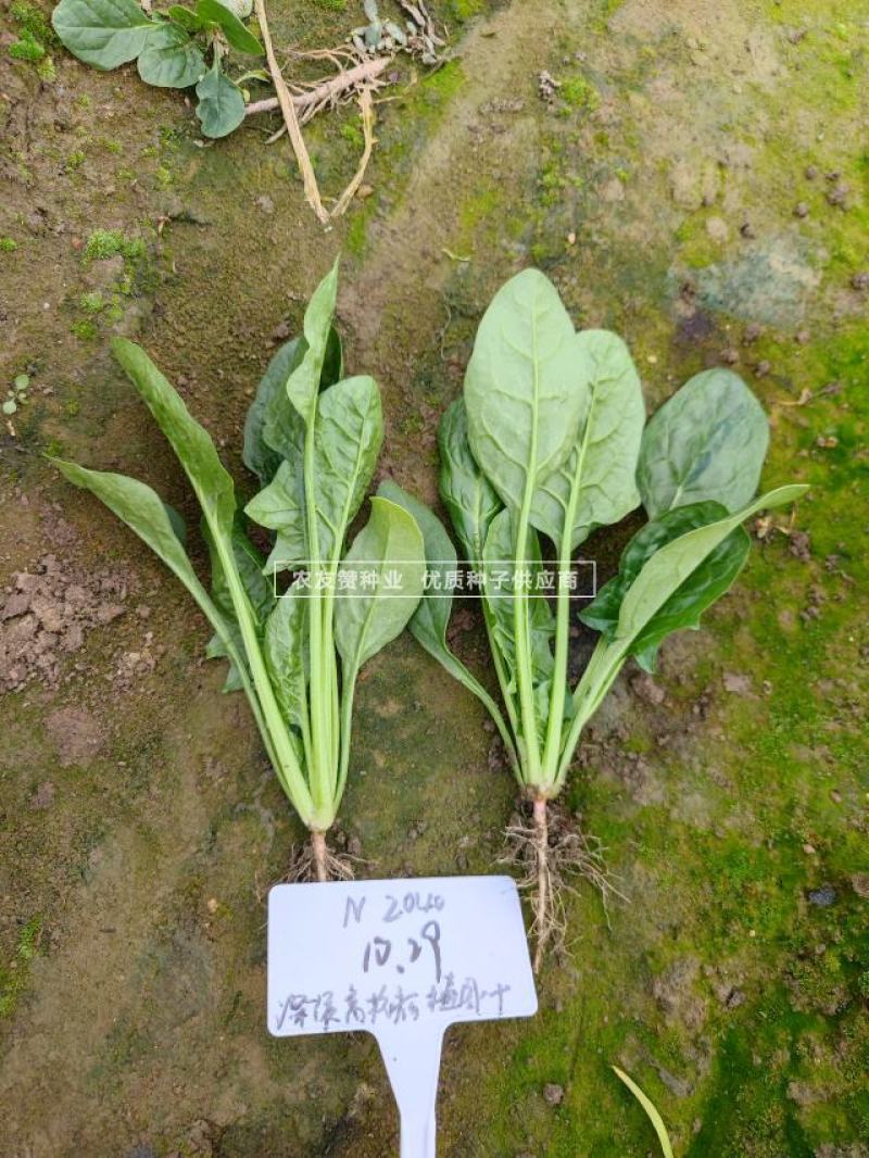 欧兰德川崎5号菠菜种子圆叶平展肥厚叶片深绿油亮耐寒菠菜种