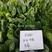 欧兰德川崎5号菠菜种子圆叶平展肥厚叶片深绿油亮耐寒菠菜种