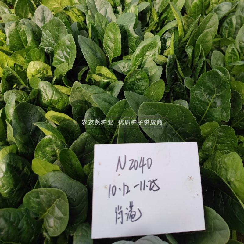 欧兰德川崎5号菠菜种子圆叶平展肥厚叶片深绿油亮耐寒菠菜种