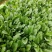 欧兰德川崎5号菠菜种子圆叶平展肥厚叶片深绿油亮耐寒菠菜种