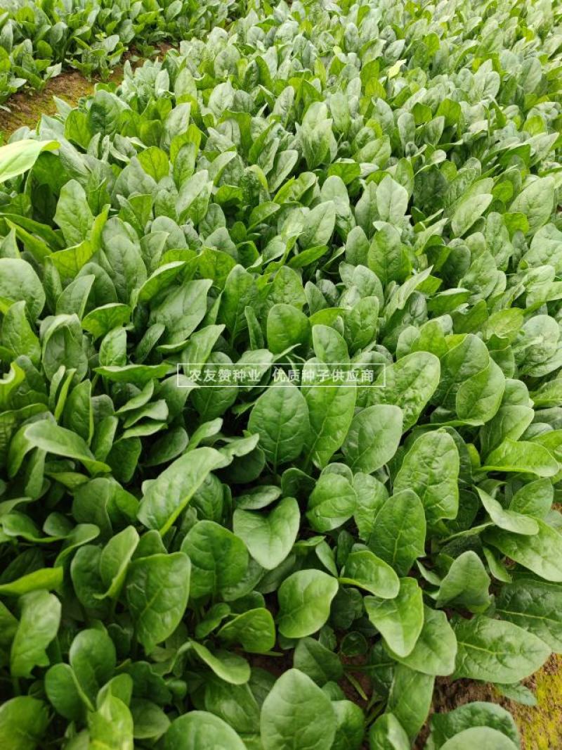 欧兰德川崎5号菠菜种子圆叶平展肥厚叶片深绿油亮耐寒菠菜种
