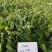 欧兰德川崎5号菠菜种子圆叶平展肥厚叶片深绿油亮耐寒菠菜种