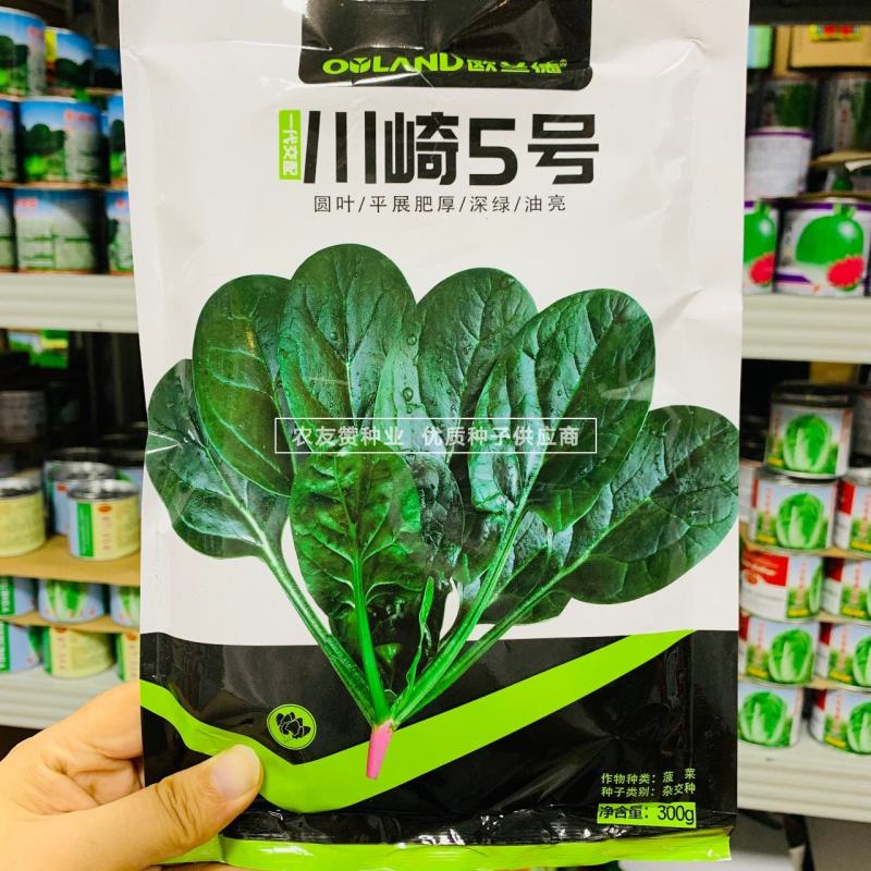 欧兰德川崎5号菠菜种子圆叶平展肥厚叶片深绿油亮耐寒菠菜种