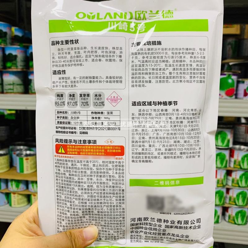 欧兰德川崎5号菠菜种子圆叶平展肥厚叶片深绿油亮耐寒菠菜种