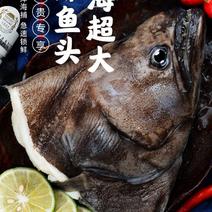 深海鱼头深海碟鱼头剁椒鱼头优质货源比目鱼鱼头酒店食材