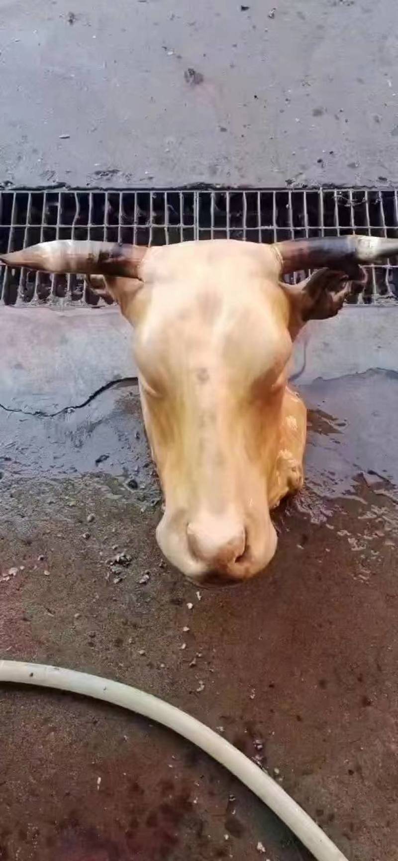 牛头宴