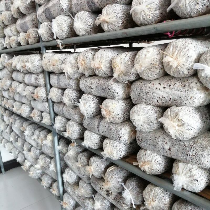 山东【平菇菌种】平菇菌棒对接电商市场商超等各类客户