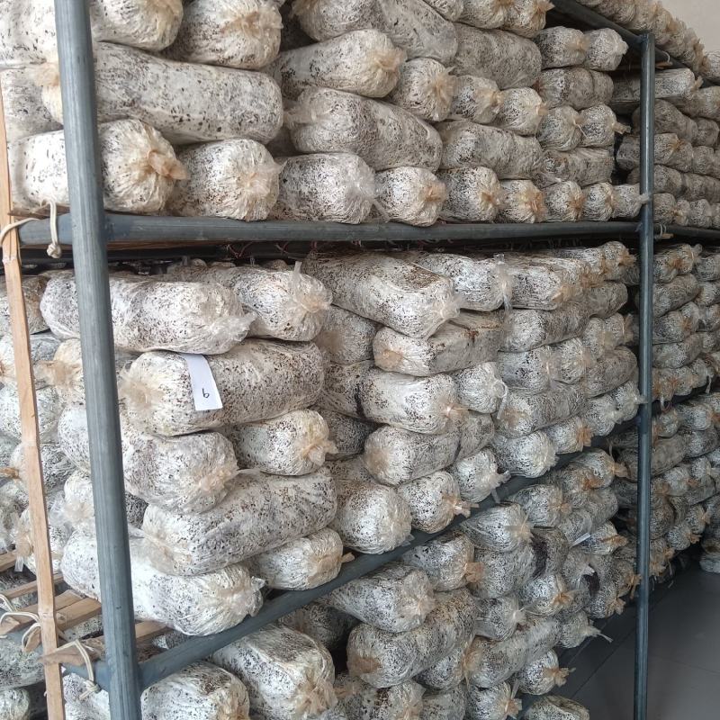 山东【平菇菌种】平菇菌棒对接电商市场商超等各类客户