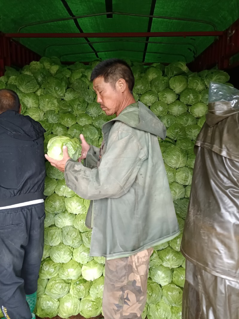 张家口蔚县草堡甘蓝