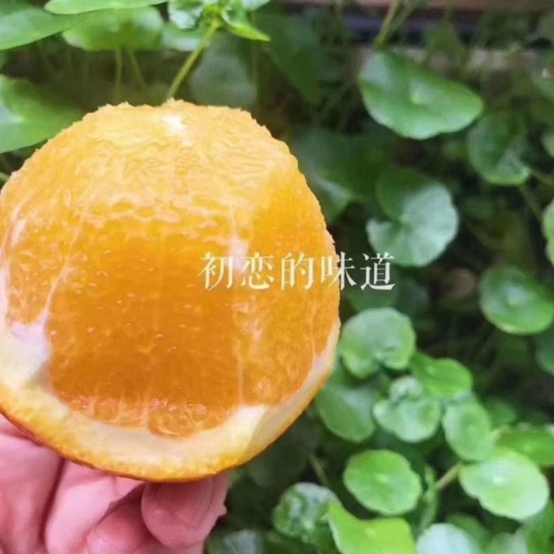 【代发全国】云南精品冰糖橙爆甜多汁产地批发大量供应