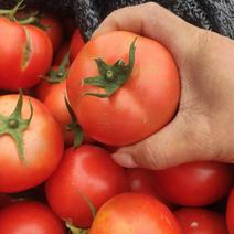 西红柿精品西红柿，量大从优，全国保证质量。