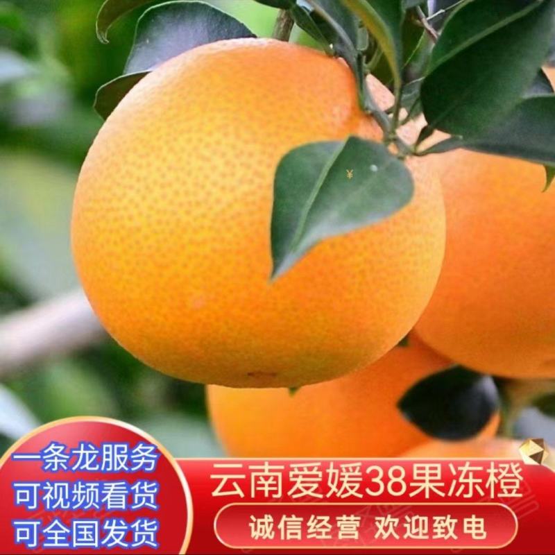 【实力商家】云南精品爱媛38果冻橙甜度高水分足现摘