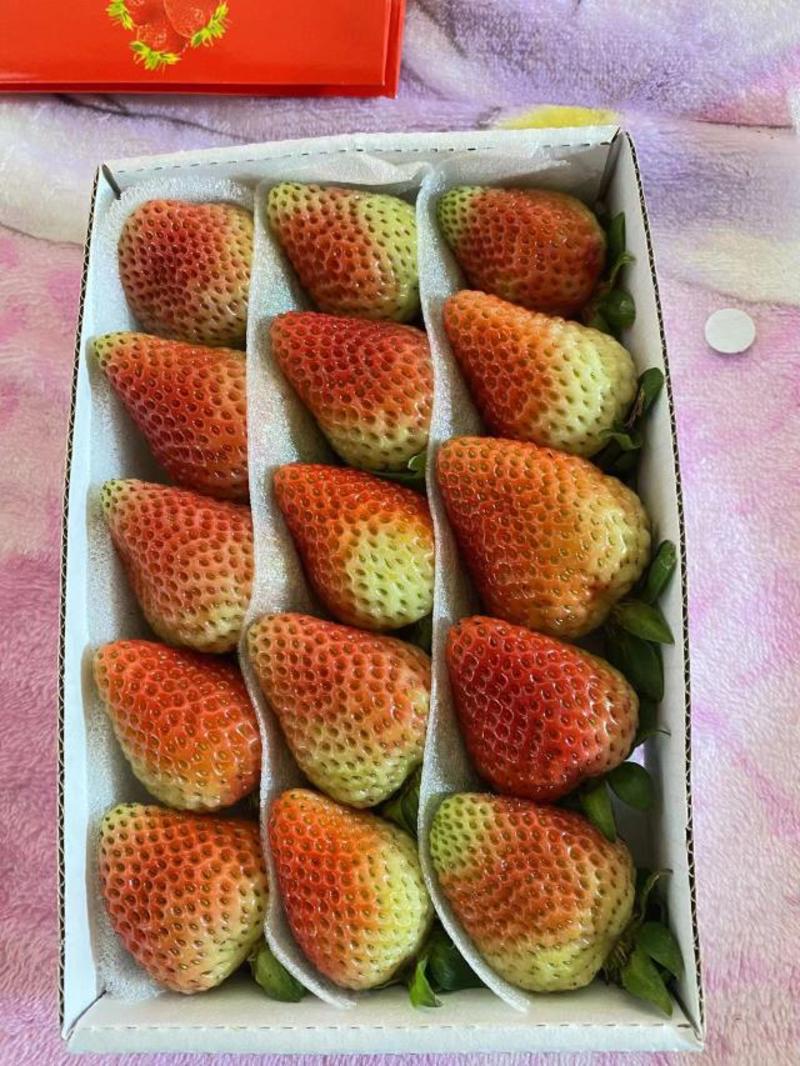 【蒙特瑞草莓】云南曲靖产地直发保质保量新鲜采摘对接全国