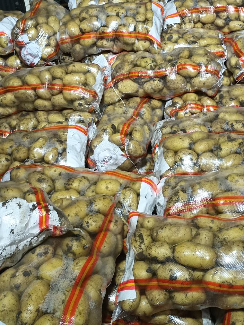 尤金885土豆3两以上通货
