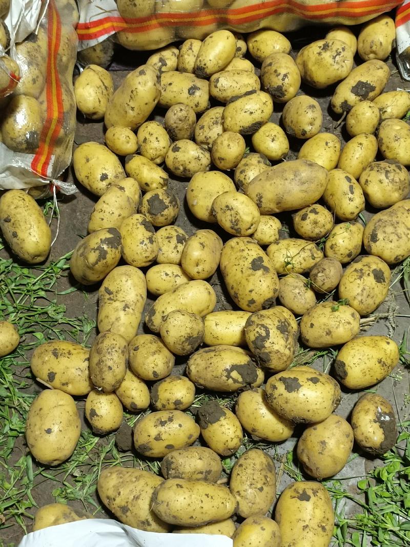 尤金885土豆3两以上通货