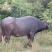 放养水牛可长期供应活牛牛肉需要的老板联系