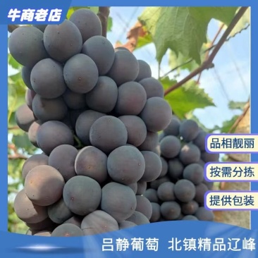 辽峰葡萄颗粒大卖相好口感好～保证质量货源充足对接全国