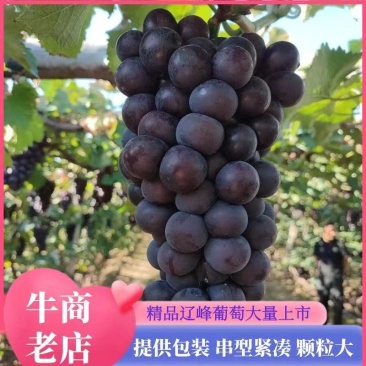 超甜辽峰葡萄皮毛好口感甘甜～颗粒饱满耐运输～重信誉重质量