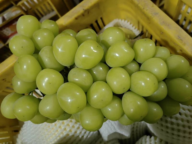 阳光玫瑰