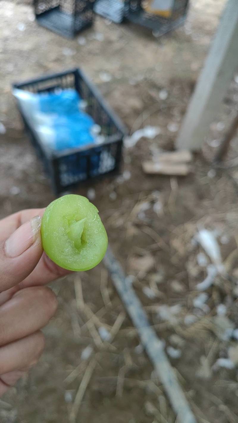 阳光玫瑰