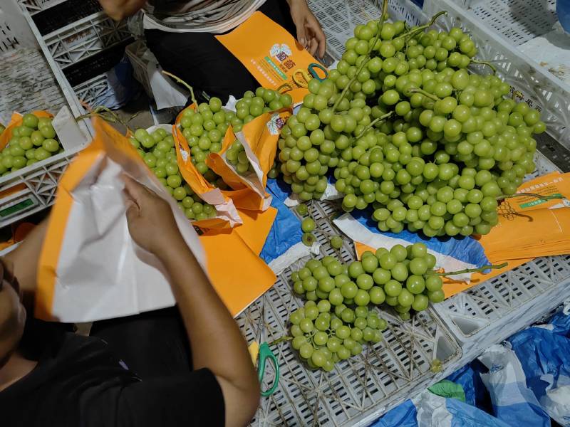 阳光玫瑰