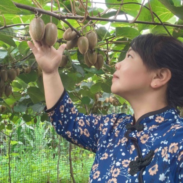 陕西周至翠香猕猴桃奇异果农家果园现摘现发5/10斤包邮