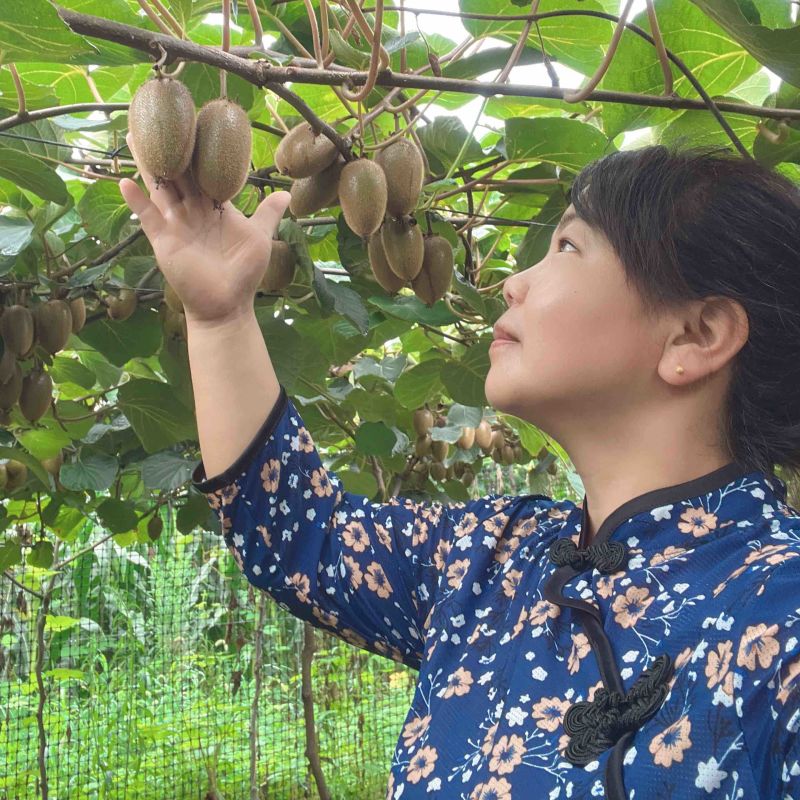 陕西周至翠香猕猴桃奇异果农家果园现摘现发5/10斤包邮