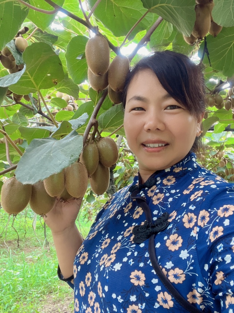 陕西周至翠香猕猴桃奇异果农家果园现摘现发5/10斤包邮