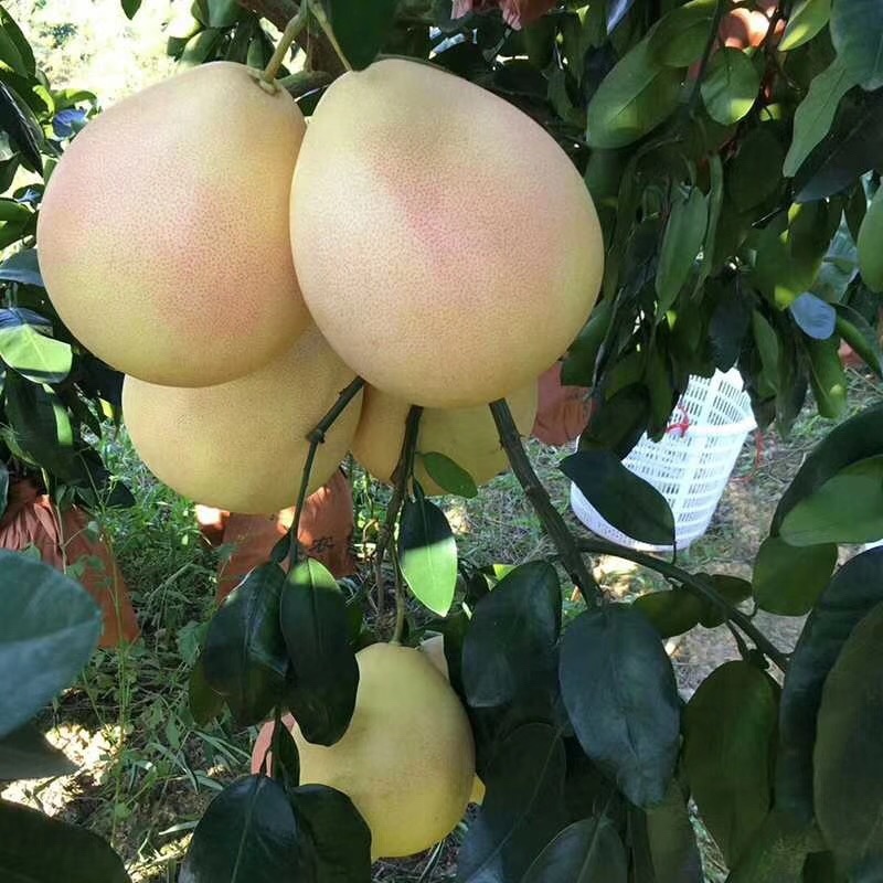 梅州市梅县三红蜜柚、红心蜜柚、白肉蜜柚、代办、加工、