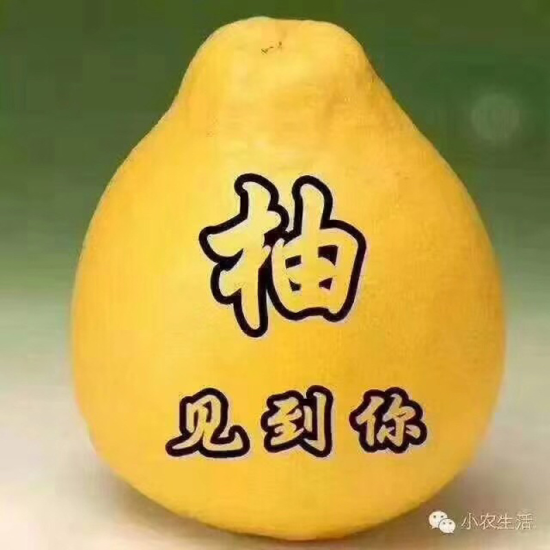 梅州市梅县三红蜜柚、红心蜜柚、白肉蜜柚、代办、加工、