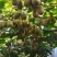 博山源泉碧玉猕猴桃