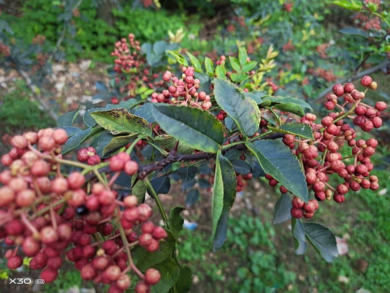 优质花椒，无硫绿色无公害大红袍花椒，产地直供