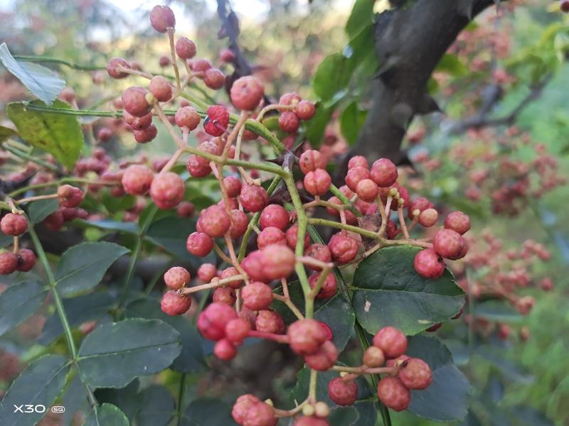 优质花椒，无硫绿色无公害大红袍花椒，产地直供