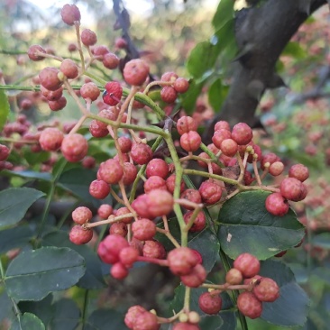 优质花椒，大红袍花椒，货源充足