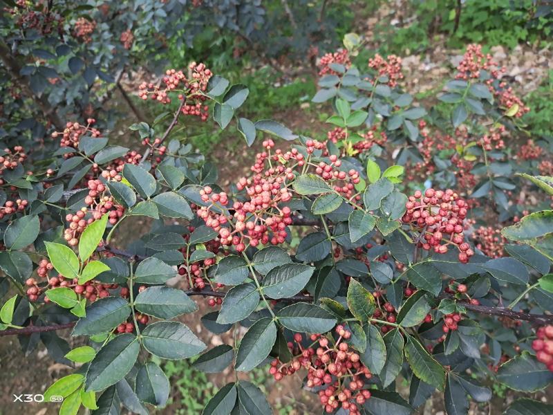 优质花椒，大红袍花椒，货源充足