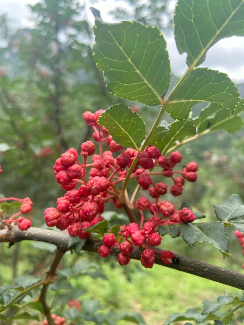 优质花椒，大红袍花椒，货源充足