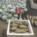粉葛