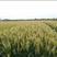 优质小麦种子，产量高，品质优，抗寒耐倒，合适安徽河南地方