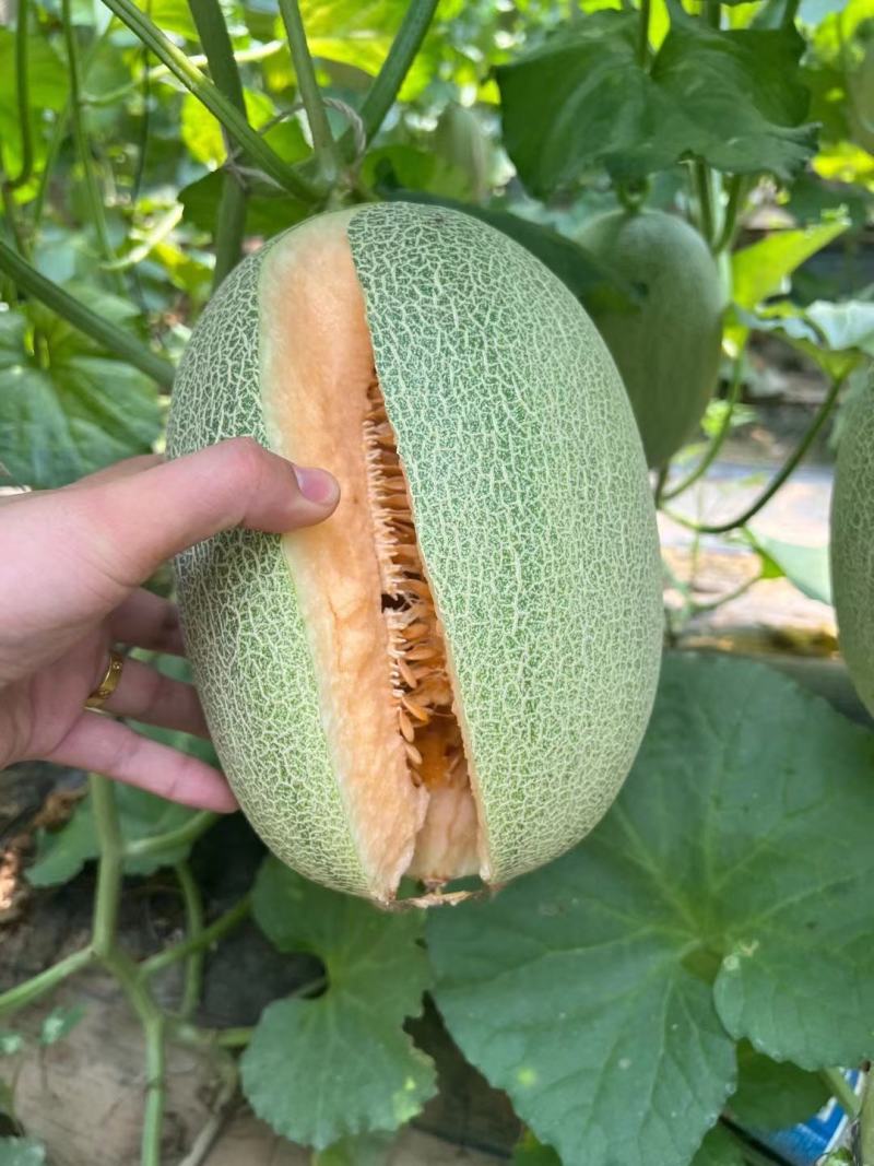 精品小蜜25号哈密瓜