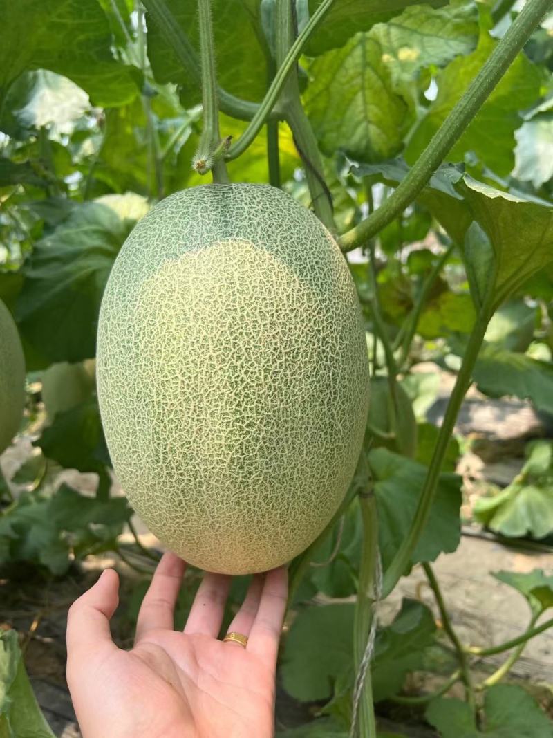 精品小蜜25号哈密瓜