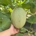 精品小蜜25号哈密瓜