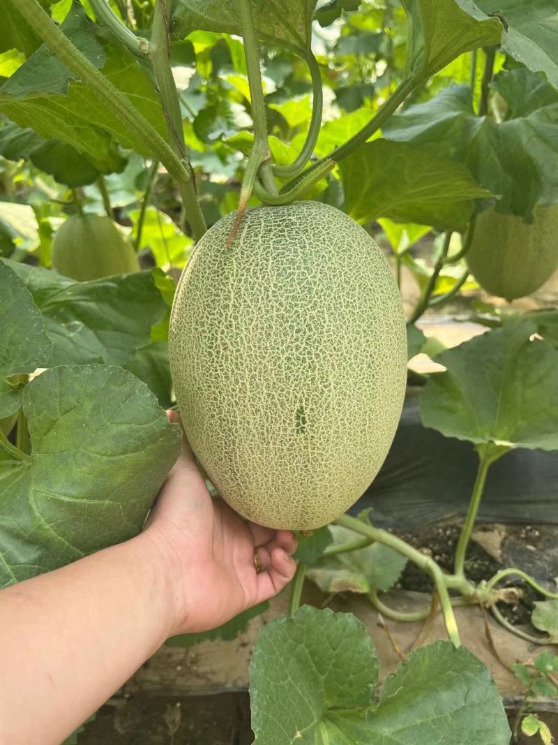 精品小蜜25号哈密瓜