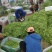 小金豆无筋豆偏豆大量上市全国带发带收做人诚信为本货真价实