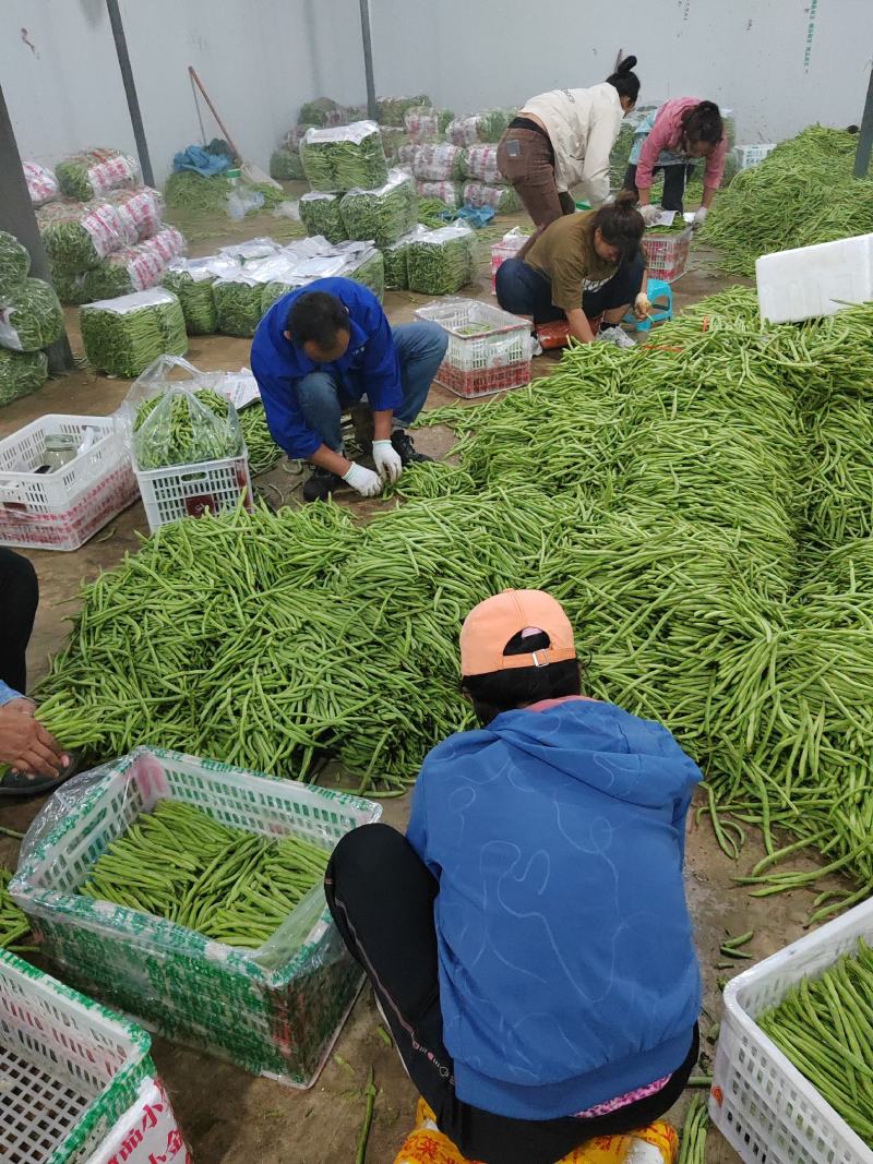 小金豆无筋豆偏豆大量上市全国带发带收做人诚信为本货真价实