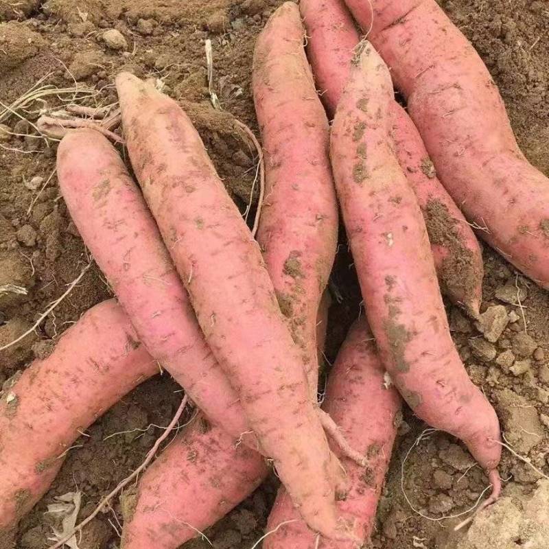 山西运城夏县板栗红薯秦5，沙土地红薯干，面，甜，无丝，