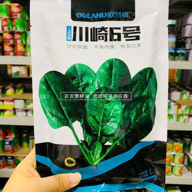 欧兰德川崎6号菠菜种子抗病耐寒菠菜种籽叶肉肥厚基地专用籽