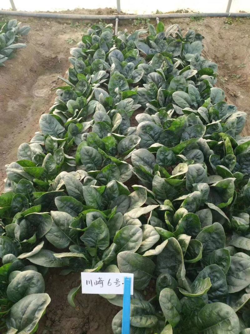 欧兰德川崎6号菠菜种子抗病耐寒菠菜种籽叶肉肥厚基地专用籽