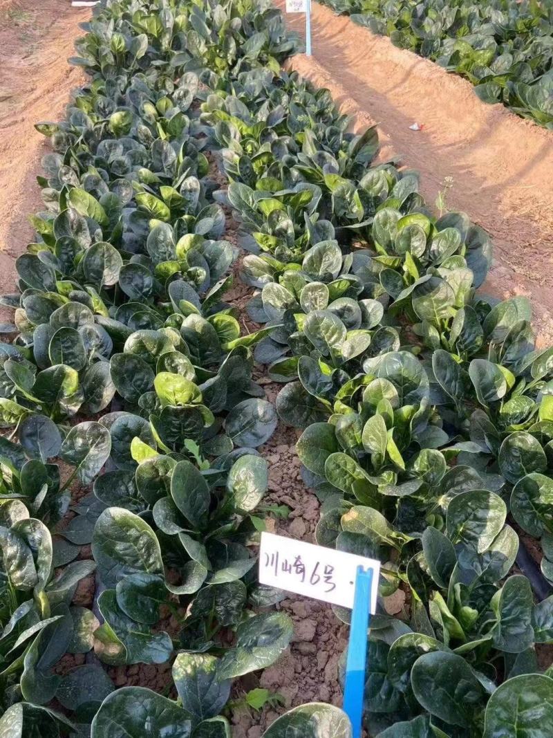 欧兰德川崎6号菠菜种子抗病耐寒菠菜种籽叶肉肥厚基地专用籽