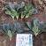欧兰德川崎6号菠菜种子抗病耐寒菠菜种籽叶肉肥厚基地专用籽
